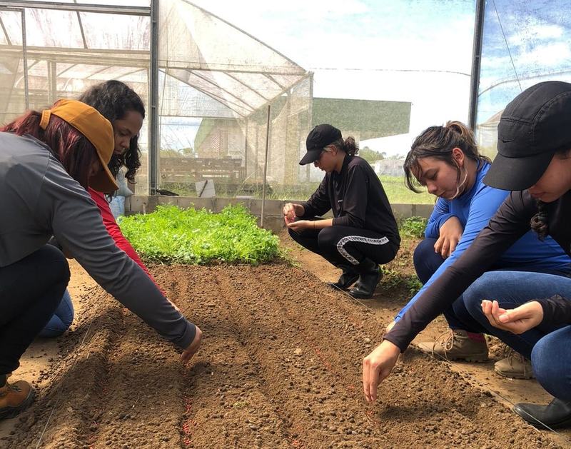 Cultivo de hortaliças pelos estagiários na fazenda experimental