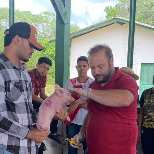 Suinocultura Tem Atividades Práticas